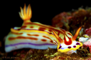 Hypselodoris Kaname.  D300/Inon Strobes/105mm. by Richard Witmer 